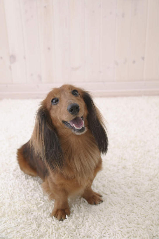 无人,坐,竖图,俯视,室内,白天,白色背景,宠物,狗,猎犬,注视,一只,动物,观察,看,可爱,摄影,影棚,观看,察看,关注,德国猎犬,忠诚,犬,坐着,彩图,高角度拍摄,全身,影棚拍摄,拍摄