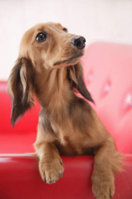 无人,坐,竖图,室内,白天,白色背景,正面,沙发,宠物,狗,猎犬,注视,一只,红色,动物,观察,看,可爱,摄影,影棚,观看,察看,关注,德国猎犬,忠诚,犬,坐着,彩图,全身,影棚拍摄,拍摄,皮沙发