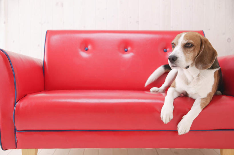 无人,横图,室内,白天,白色背景,正面,沙发,宠物,狗,猎兔犬,注视,一个,一只,红色,动物,观察,看,趴着,可爱,摄影,比格犬,影棚,单个,观看,察看,关注,忠诚,米格鲁猎兔犬,贝高狗,贝高犬,比格狗,猎兔狗,犬,趴,彩图,全身,影棚拍摄,拍摄,皮沙发