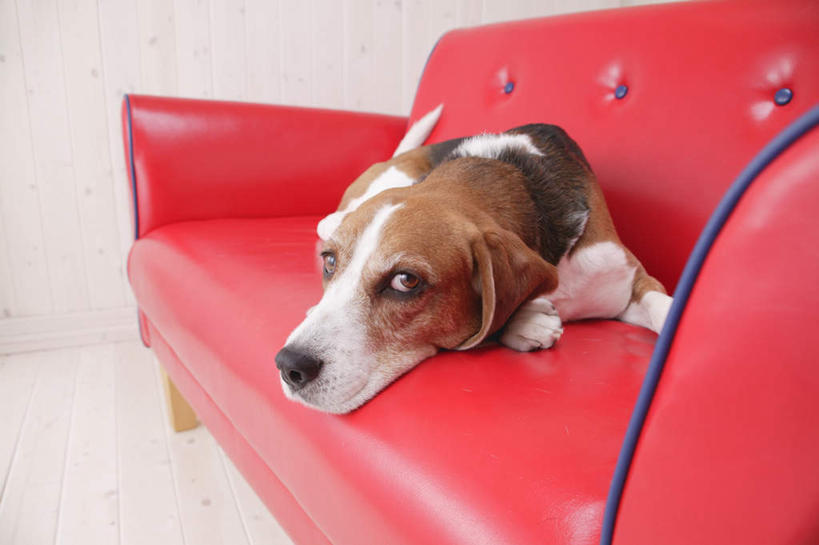 无人,横图,室内,白天,白色背景,正面,沙发,宠物,狗,猎兔犬,扭头,注视,一个,一只,红色,动物,观察,看,趴着,转头,可爱,摄影,比格犬,影棚,单个,观看,察看,关注,忠诚,米格鲁猎兔犬,贝高狗,贝高犬,比格狗,猎兔狗,犬,趴,彩图,全身,影棚拍摄,拍摄,皮沙发