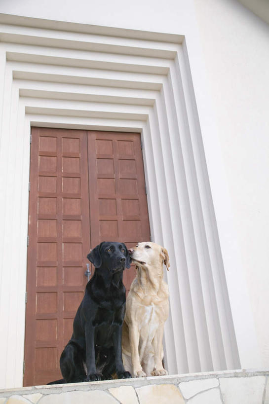 无人,家,坐,竖图,室外,白天,仰视,门,宠物,狗,房屋,墙,屋子,拉布拉多,注视,拉布拉多猎犬,楼房,墙壁,墙面,住宅,黑色,动物,门框,观察,看,两只,可爱,观看,察看,关注,拉布拉多犬,忠诚,犬,坐着,彩图,低角度拍摄,全身,房子