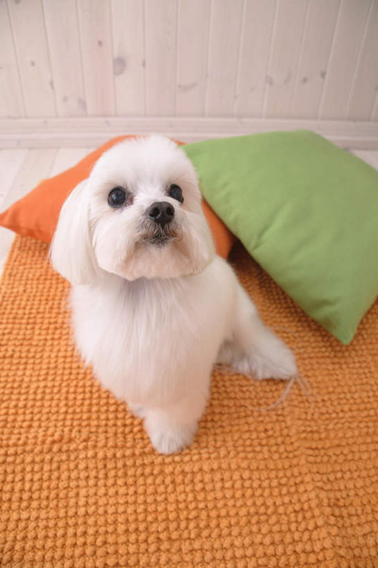 无人,坐,竖图,俯视,室内,白天,靠垫,宠物,狗,纺织品,装饰,毛毯,毯子,靠枕,注视,纺织,一只,绿色,动物,抱枕,垫子,枕头,看,温暖,橙色,可爱,玛尔济斯犬,华丽,修饰,点缀,关注,忠诚,马尔济斯犬,衬托,美观,雅致,雅观,马尔济斯狗,马尔他犬,马耳他岛猎犬,玛尔济斯狗,犬,抬头,仰头,坐着,彩图,高角度拍摄,全身