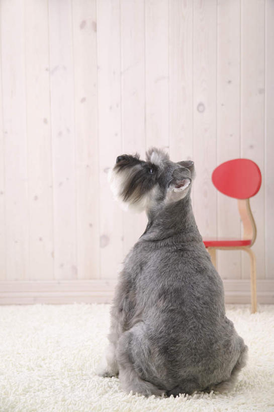 无人,坐,竖图,室内,白天,白色背景,正面,宠物,狗,椅子,纺织品,装饰,毛毯,毯子,梗犬,雪纳瑞,注视,纺织,一个,一只,红色,白色,动物,垫子,观察,看,温暖,可爱,摄影,影棚,单个,观看,华丽,修饰,点缀,察看,关注,雪纳瑞犬,忠诚,衬托,美观,雅致,雅观,雪纳瑞狗,犬,坐着,彩图,全身,影棚拍摄,拍摄