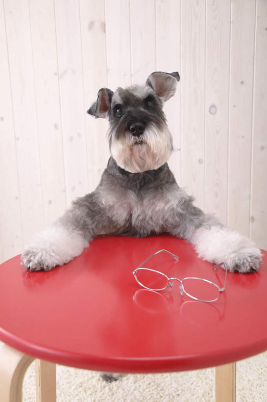 无人,站,竖图,室内,白天,白色背景,正面,桌子,宠物,狗,眼镜,办公桌,梗犬,雪纳瑞,注视,一个,一只,红色,动物,观察,看,站着,可爱,摄影,影棚,单个,观看,察看,关注,雪纳瑞犬,近视眼镜,忠诚,雪纳瑞狗,犬,站立,半身,彩图,影棚拍摄,拍摄