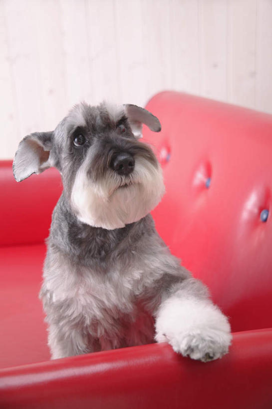 无人,坐,竖图,室内,白天,白色背景,正面,沙发,宠物,狗,梗犬,雪纳瑞,注视,一个,一只,红色,动物,观察,看,可爱,摄影,影棚,单个,观看,察看,关注,雪纳瑞犬,忠诚,雪纳瑞狗,犬,坐着,半身,彩图,影棚拍摄,拍摄,皮沙发