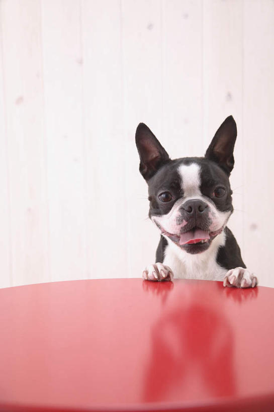 无人,站,竖图,室内,白天,白色背景,正面,桌子,宠物,狗,办公桌,梗犬,注视,波士顿犬,一个,一只,红色,动物,观察,看,站着,可爱,摄影,影棚,单个,观看,察看,关注,波士顿狗,忠诚,波士顿更,波士顿梗,波士顿梗犬,犬,站立,半身,彩图,影棚拍摄,拍摄