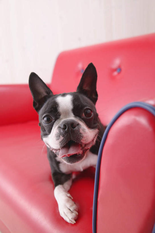 无人,竖图,室内,白天,白色背景,正面,沙发,宠物,狗,梗犬,注视,波士顿犬,一只,红色,动物,观察,看,趴着,可爱,摄影,影棚,观看,察看,关注,波士顿狗,忠诚,波士顿更,波士顿梗,波士顿梗犬,犬,趴,彩图,全身,影棚拍摄,拍摄,皮沙发