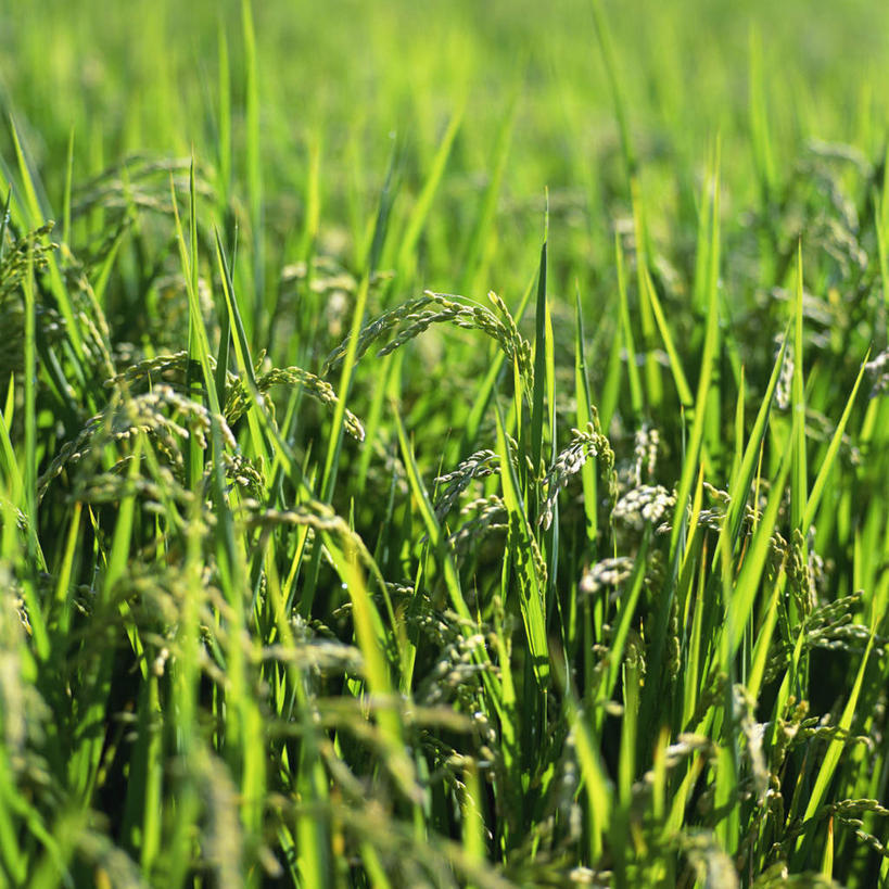 无人,农田,方图,室外,特写,白天,正面,农业,庄稼,农作物,小麦,阴影,光线,影子,稻田,谷物,阳光,麦子,彩图,耕地,庄稼田