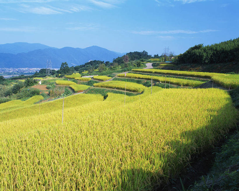 无人,农田,横图,俯视,室外,白天,旅游,度假,庄稼,梯田,农作物,美景,日本,亚洲,阴影,曲折,弯曲,光线,影子,景观,谷物,水稻,娱乐,稻,蓝色,蓝天,天空,阳光,自然,天,享受,休闲,景色,放松,蜿蜒,晴朗,自然风光,东亚,本州,万里无云,本州岛,日本国,中部地方,新潟,新潟县,长冈,长冈市,晴空,晴空万里,彩图,高角度拍摄,耕地,庄稼田