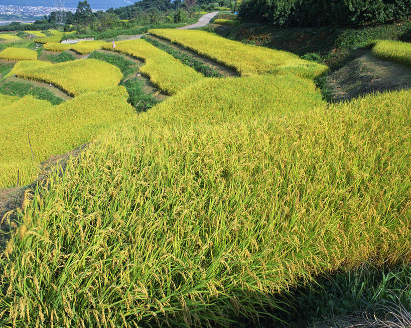 无人,农田,横图,俯视,室外,白天,旅游,度假,庄稼,梯田,农作物,美景,日本,亚洲,阴影,曲折,弯曲,光线,影子,景观,谷物,水稻,娱乐,稻,蓝色,蓝天,天空,阳光,自然,天,享受,休闲,景色,放松,蜿蜒,晴朗,自然风光,东亚,本州,万里无云,本州岛,日本国,中部地方,新潟,新潟县,长冈,长冈市,晴空,晴空万里,彩图,高角度拍摄,耕地,庄稼田