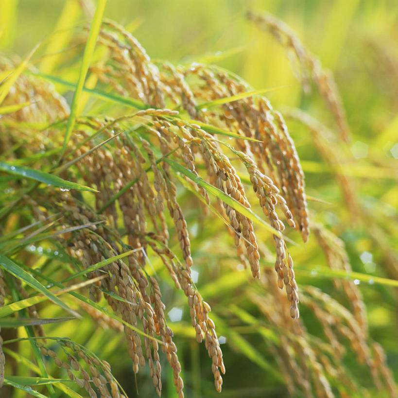 无人,农田,方图,室外,特写,白天,正面,农业,庄稼,农作物,小麦,阴影,光线,影子,稻田,谷物,阳光,麦子,彩图,耕地,庄稼田