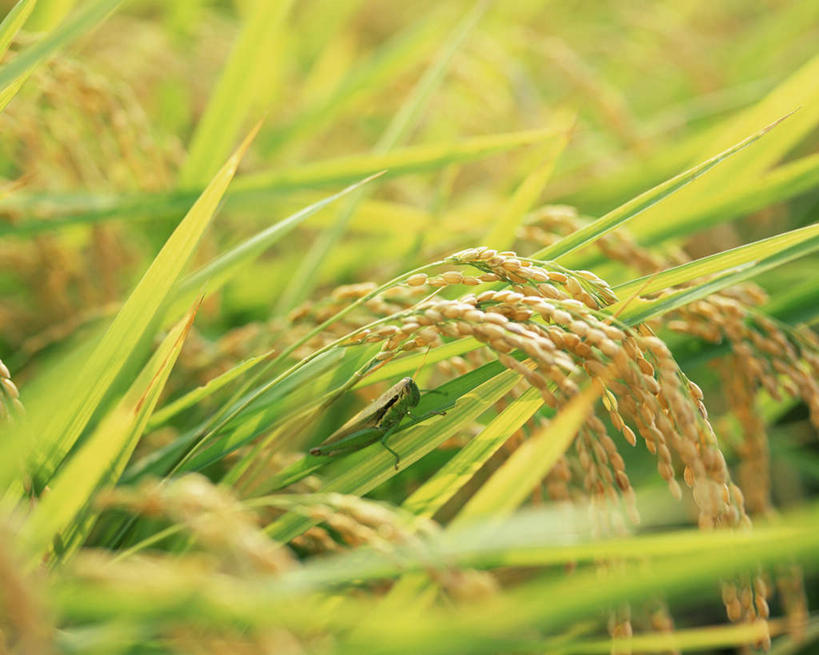 无人,农田,横图,室外,特写,白天,正面,农业,庄稼,农作物,小麦,阴影,光线,影子,稻田,谷物,阳光,麦子,彩图,耕地,庄稼田