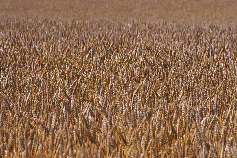 无人,农田,横图,俯视,室外,白天,庄稼,农作物,小麦,阴影,光线,影子,谷物,褐色,阳光,成熟,麦子,彩图,高角度拍摄,耕地,庄稼田