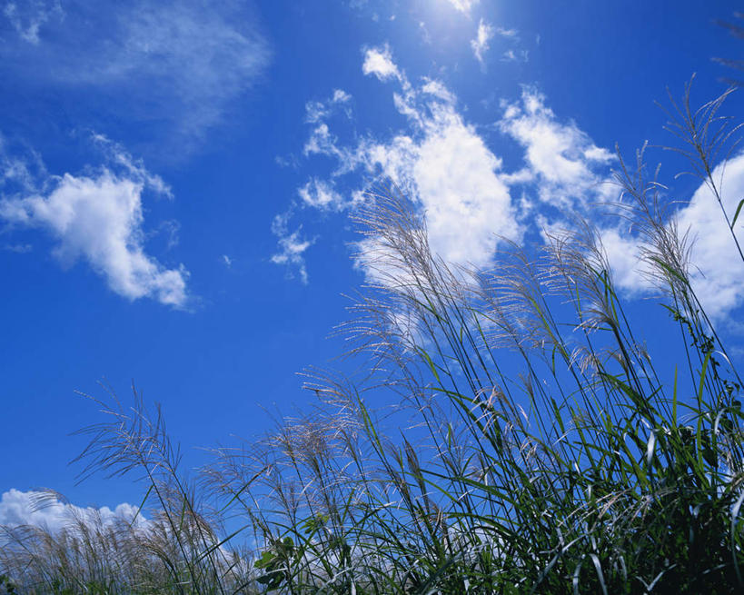 无人,横图,室外,白天,仰视,草地,草坪,美景,田园,植物,日本,亚洲,景观,云,云朵,芒草,云彩,草,蓝色,绿色,白云,蓝天,天空,自然,天,景色,安静,生长,晴朗,成长,平和,安逸,乡下,自然风光,东亚,五节芒,日本国,管草,管芒,寒芒,晴空,彩图,低角度拍摄
