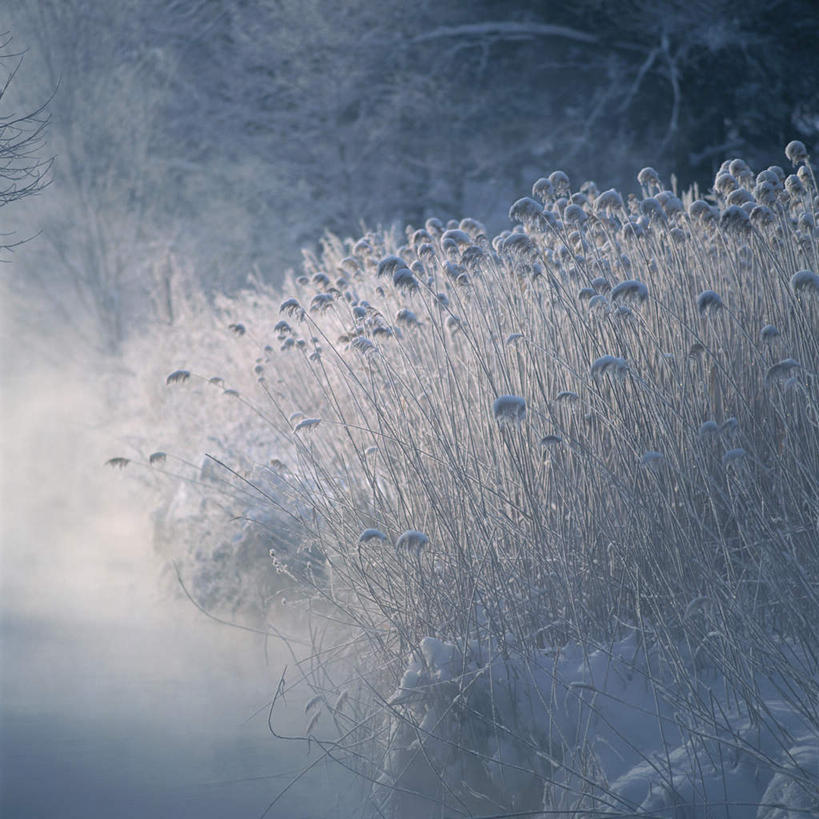 无人,方图,俯视,室外,白天,旅游,度假,美景,雪,植物,大雪,日本,亚洲,积雪,景观,雪景,冬季,冬天,芒草,娱乐,绿色,自然,享受,休闲,景色,放松,寒冷,生长,成长,自然风光,东亚,五节芒,日本国,严寒,管草,管芒,寒芒,彩图,高角度拍摄