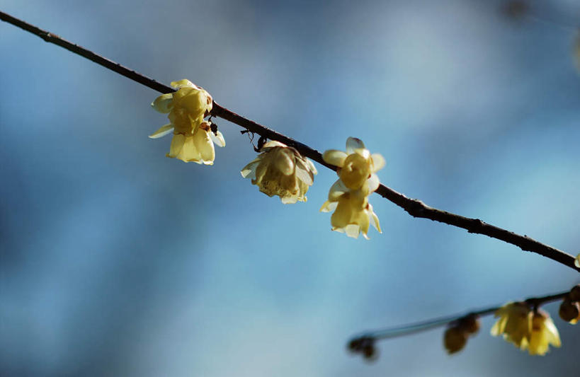 无人,横图,室外,特写,白天,正面,植物,阴影,朦胧,模糊,盛开,光线,影子,枝条,花蕾,花,花瓣,花朵,鲜花,树,树木,树枝,阳光,花苞,花蕊,虬枝,枝杈,彩图