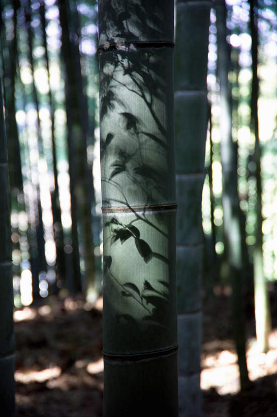 无人,竖图,室外,白天,正面,纯洁,树林,植物,竹子,叶子,阴影,光线,影子,绿叶,树,树木,绿色,阳光,自然,嫩叶,生长,成长,高雅,奉献,质朴,正直,担当,叶,叶片,竹,彩图,奋进,操守,四君子,岁寒三友,性坚,虚怀,虚心,善群,卓尔