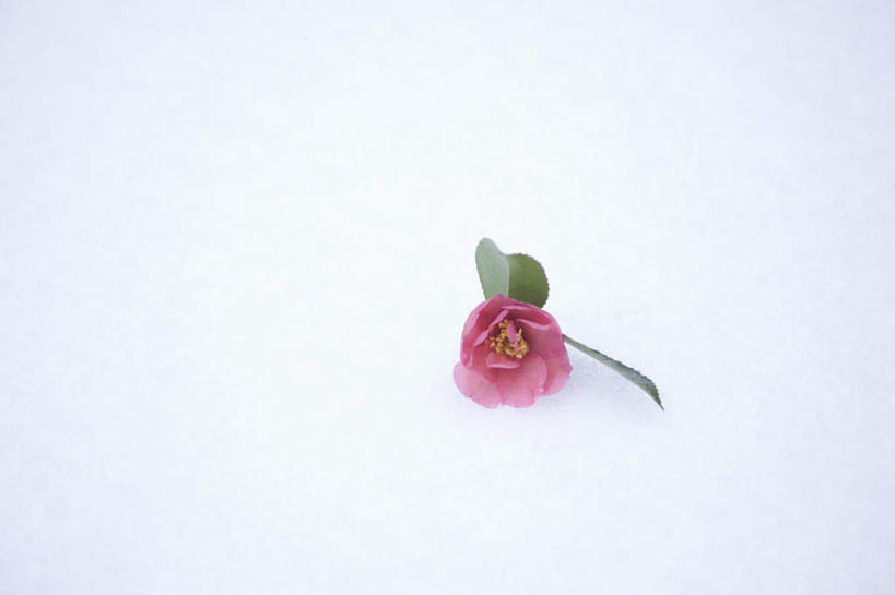 无人,横图,俯视,室外,特写,白天,雪,大雪,山茶花,积雪,雪景,冬季,冬天,一朵,红色,寒冷,玉茗花,耐冬,严寒,海石榴,茶花,彩图,高角度拍摄