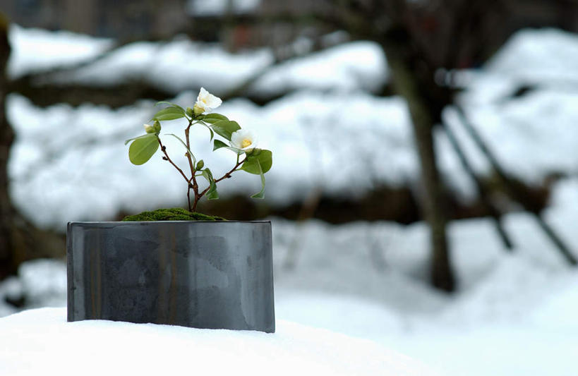 无人,横图,室外,特写,白天,正面,雪,植物,大雪,山茶花,花盆,盆栽,积雪,雪景,冬季,冬天,盆景,绿色,自然,寒冷,生长,成长,玉茗花,耐冬,严寒,海石榴,茶花,彩图