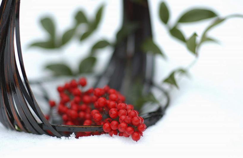 无人,交叉,横图,室外,白天,正面,雪,大雪,竹子,叶子,竹制,盛开,编织,篮子,积雪,雪景,冬季,冬天,绿叶,花蕾,花,花瓣,花朵,鲜花,红色,竹篮,花苞,花蕊,嫩叶,寒冷,竹条,交织,竹制品,南天竹,严寒,南天竺,穿插,叶,叶片,彩图