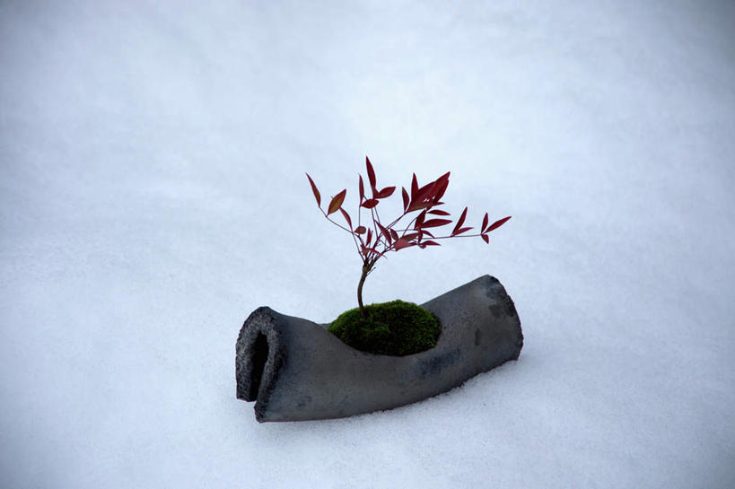 无人,横图,俯视,室外,白天,雪,植物,大雪,盆栽,积雪,雪景,冬季,冬天,青苔,树桩,苔藓,盆景,树,树干,绿色,自然,木桩,寒冷,生长,成长,严寒,彩图,高角度拍摄