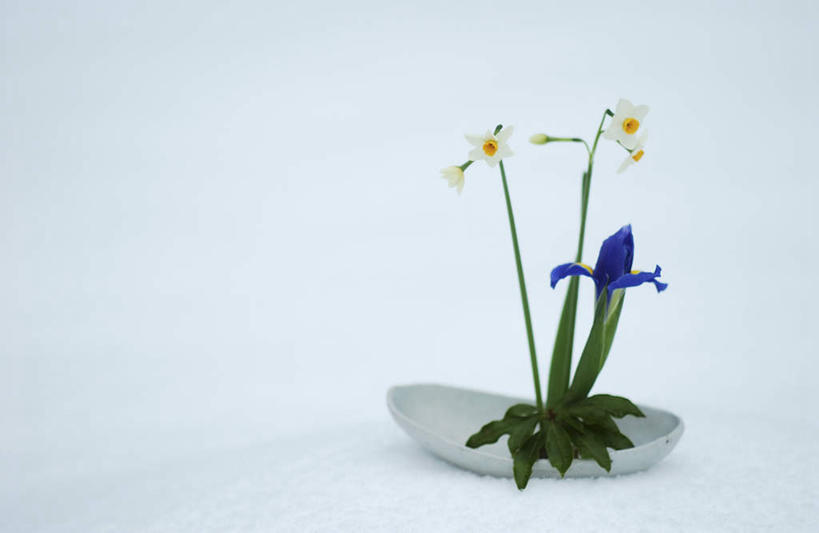 无人,横图,室外,白天,正面,雪,大雪,水仙花,盛开,积雪,雪景,冬季,冬天,鸢尾花,花蕾,花,花瓣,花朵,鲜花,花苞,花蕊,寒冷,严寒,彩图