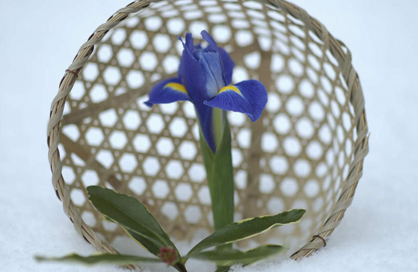 无人,横图,室外,白天,正面,雪,大雪,盛开,篮子,积雪,雪景,冬季,冬天,鸢尾花,花蕾,花,花瓣,花朵,鲜花,一朵,蓝色,花苞,花蕊,寒冷,严寒,彩图