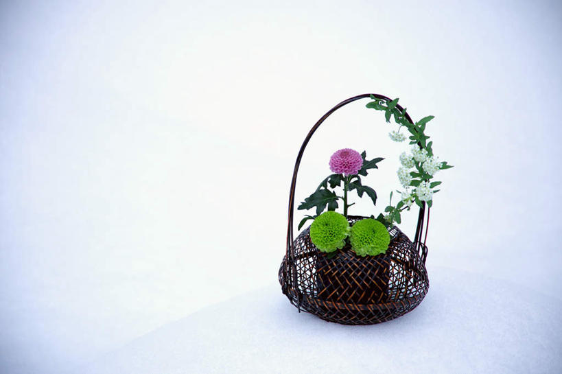 无人,横图,室外,白天,正面,雪,大雪,三朵,盛开,篮子,积雪,雪景,冬季,冬天,花蕾,花,花瓣,花朵,鲜花,花苞,花蕊,菊花,寒冷,严寒,彩图