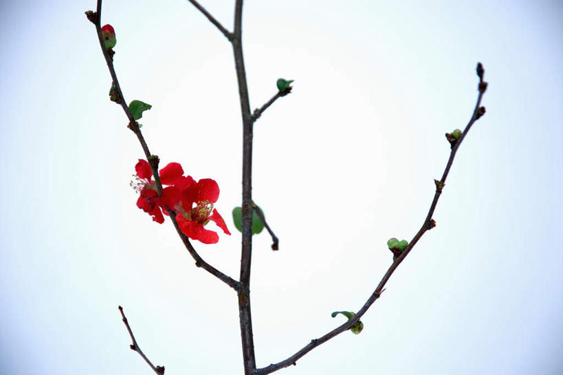 无人,横图,室外,白天,正面,雪,植物,大雪,盛开,积雪,雪景,冬季,冬天,梅花,花蕾,花,花瓣,花朵,鲜花,树,树木,树枝,红色,自然,花苞,花蕊,寒冷,严寒,彩图