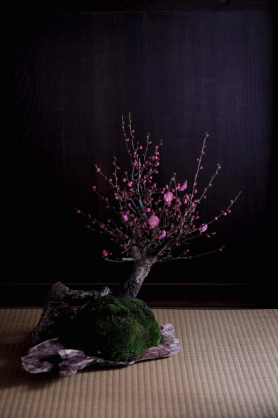 无人,竖图,室外,特写,白天,正面,盛开,梅花,苔藓,盆景,花蕾,花,花瓣,花朵,鲜花,花苞,花蕊,彩图