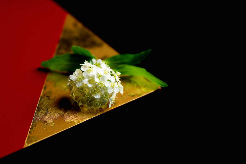 无人,横图,俯视,室外,特写,白天,绣线菊,黑色背景,盛开,花蕾,花,花瓣,花朵,鲜花,一朵,白色,花苞,花蕊,摄影,影棚,麻叶绣球,麻叶绣线菊,绣球绣线菊,品格,彩图,高角度拍摄,影棚拍摄,拍摄