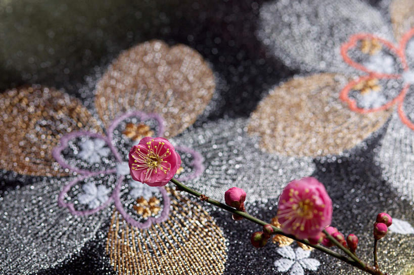 无人,横图,俯视,室外,特写,白天,石头,盛开,石子,梅花,花蕾,花,花瓣,花朵,鲜花,粉色,花苞,花蕊,石块,彩图,高角度拍摄