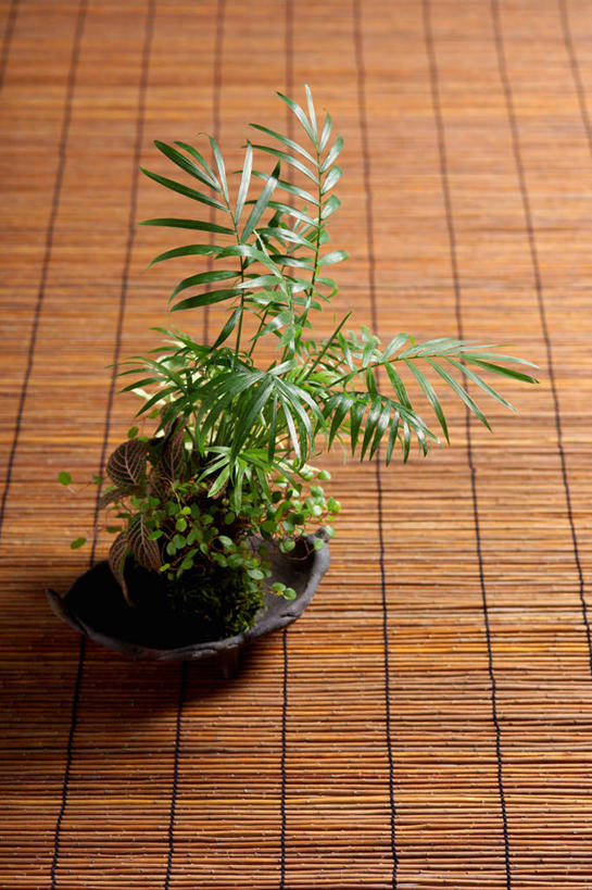 无人,竖图,俯视,室内,特写,白天,植物,盆栽,席子,盆景,绿色,自然,生长,成长,彩图,高角度拍摄