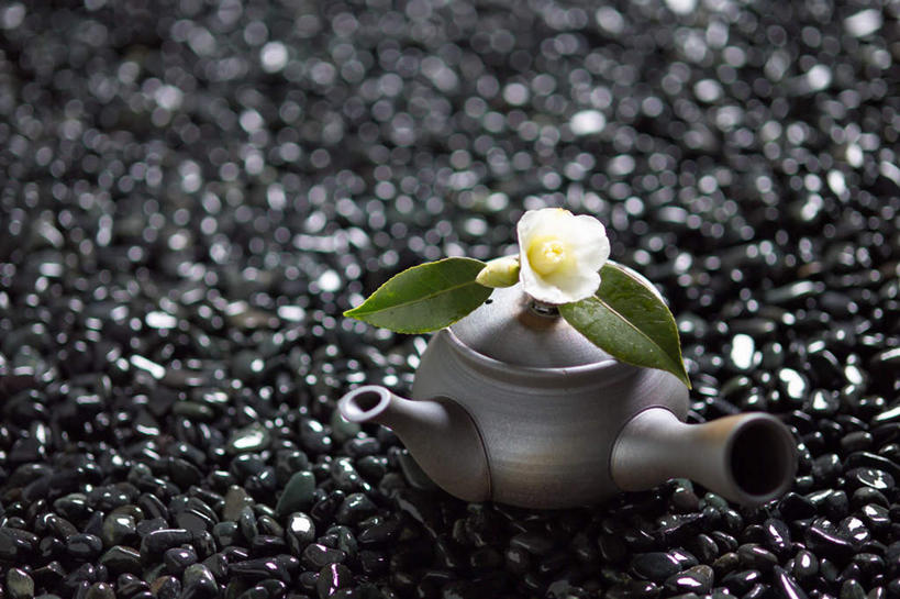 无人,横图,俯视,室外,特写,白天,石头,叶子,盛开,石子,绿叶,花蕾,花,花瓣,花朵,鲜花,一朵,白色,花苞,花蕊,嫩叶,鹅卵石,玉茗花,耐冬,海石榴,曼陀罗,茶花,叶,叶片,石块,彩图,高角度拍摄