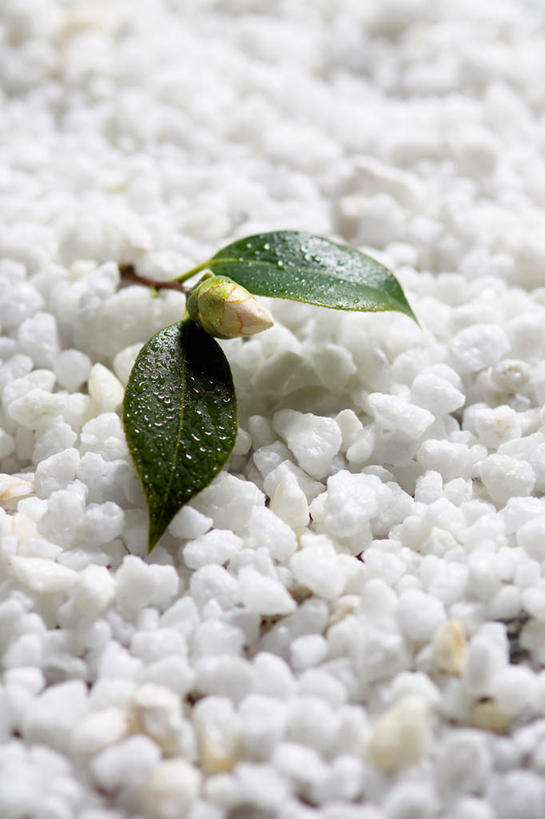 无人,竖图,俯视,室外,特写,白天,叶子,盛开,水滴,绿叶,花蕾,水珠,花,花瓣,花朵,鲜花,一朵,白色,花苞,花蕊,嫩叶,玉茗花,耐冬,海石榴,曼陀罗,茶花,叶,叶片,彩图,高角度拍摄