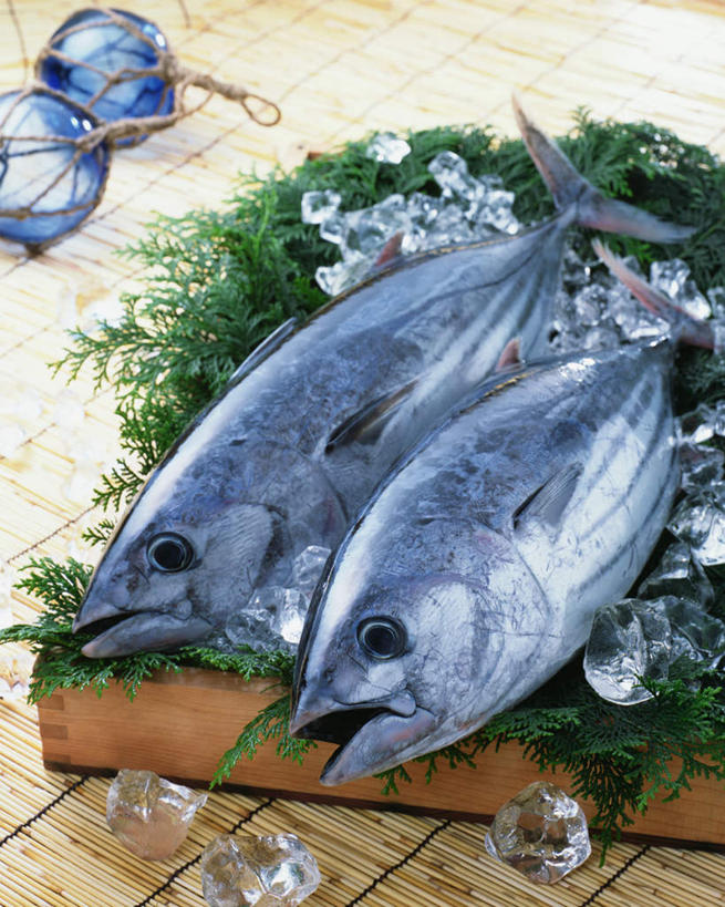 海鲜,无人,竖图,俯视,室内,特写,白天,餐桌,桌子,叶子,两条,阴影,装饰,光线,影子,冰,冰块,绿叶,鲣鱼,冷冻,水产,嫩叶,寒冷,冷藏,餐台,华丽,修饰,点缀,冰冷,海产品,衬托,美观,雅致,雅观,小金枪鱼,炸弹鱼,保鲜,叶,叶片,彩图,高角度拍摄