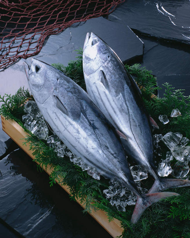 海鲜,无人,竖图,俯视,室内,特写,白天,餐桌,桌子,叶子,两条,阴影,装饰,光线,影子,冰,冰块,绿叶,鲣鱼,冷冻,水产,嫩叶,寒冷,冷藏,餐台,华丽,修饰,点缀,冰冷,海产品,衬托,美观,雅致,雅观,小金枪鱼,炸弹鱼,保鲜,叶,叶片,彩图,高角度拍摄