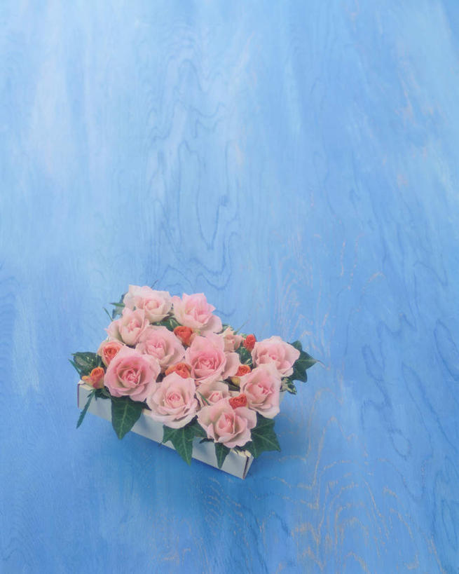 无人,竖图,俯视,室内,特写,白天,白色背景,爱情,幸福,纯洁,热情,许多,盛开,玫瑰花,浪漫,花蕾,花,花瓣,花朵,鲜花,粉色,花苞,花蕊,温暖,温馨,恩爱,摄影,影棚,和睦,感动,粉玫瑰,尊敬,天真,刺玫花,徘徊花,彩图,高角度拍摄,影棚拍摄,拍摄,融洽