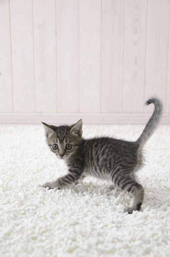 无人,站,竖图,室内,特写,白天,侧面,宠物,虎斑猫,猫,纺织品,花纹,装饰,毛毯,毯子,扭头,注视,纺织,一只,白色,灰色,动物,垫子,观察,看,站着,转头,温暖,可爱,摄影,影棚,观看,华丽,修饰,点缀,察看,关注,斑纹,猫咪,衬托,美观,雅致,雅观,站立,彩图,全身,影棚拍摄,拍摄