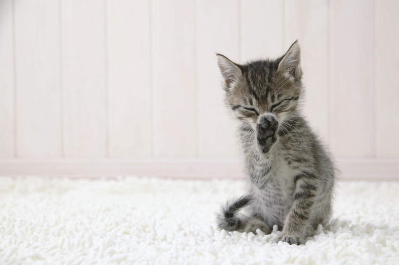 无人,坐,闭眼,横图,室内,特写,白天,正面,宠物,虎斑猫,猫,纺织品,花纹,装饰,毛毯,毯子,纺织,一只,白色,灰色,动物,垫子,温暖,可爱,舔,摄影,影棚,华丽,修饰,点缀,斑纹,猫咪,衬托,美观,雅致,雅观,闭眼睛,闭着眼,闭着眼睛,坐着,彩图,全身,影棚拍摄,拍摄