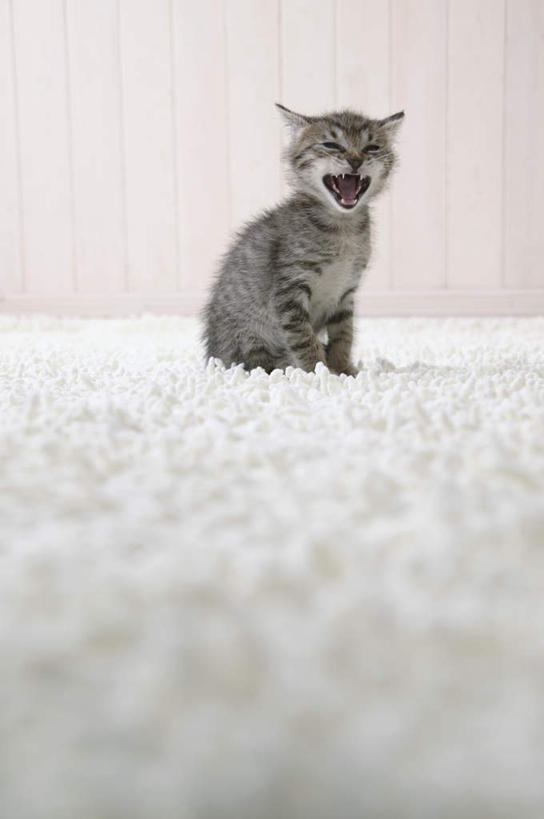 无人,坐,竖图,室内,特写,白天,正面,宠物,虎斑猫,猫,纺织品,花纹,装饰,毛毯,毯子,注视,纺织,一只,白色,灰色,动物,垫子,观察,看,张嘴,温暖,可爱,摄影,影棚,观看,华丽,修饰,点缀,察看,关注,斑纹,猫咪,张大嘴巴,衬托,美观,雅致,雅观,张开嘴,坐着,彩图,全身,影棚拍摄,拍摄