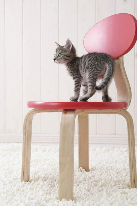 无人,站,竖图,室内,特写,白天,侧面,宠物,虎斑猫,猫,椅子,纺织品,花纹,装饰,毛毯,毯子,木椅,注视,纺织,一只,红色,白色,灰色,动物,垫子,观察,看,站着,温暖,可爱,摄影,影棚,观看,华丽,修饰,点缀,察看,关注,斑纹,猫咪,衬托,美观,雅致,雅观,站立,彩图,全身,影棚拍摄,拍摄