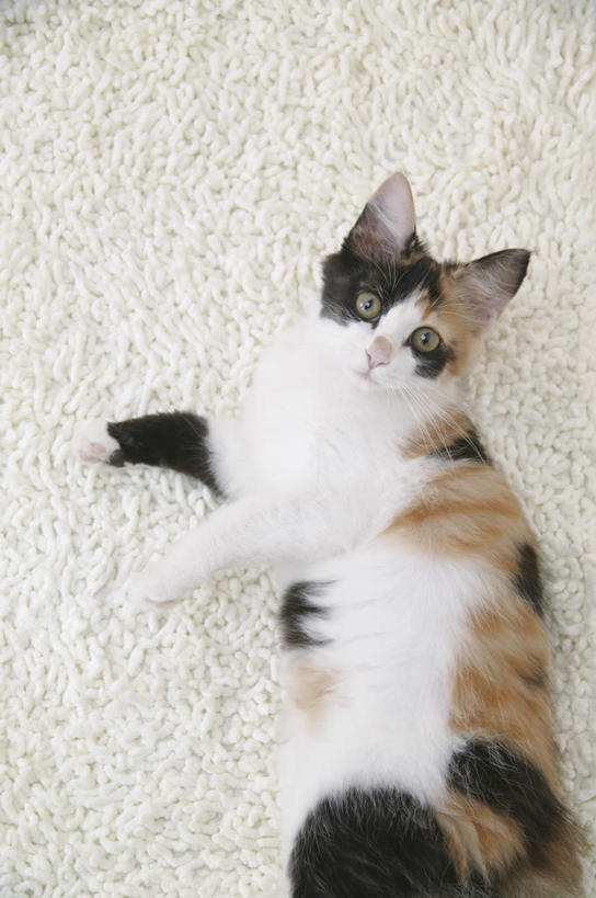 无人,竖图,俯视,室内,特写,白天,宠物,猫,纺织品,装饰,毛毯,毯子,注视,纺织,一只,白色,动物,垫子,观察,看,趴着,温暖,可爱,摄影,影棚,观看,华丽,修饰,点缀,察看,关注,猫咪,衬托,美观,雅致,雅观,玳瑁猫,趴,半身,彩图,高角度拍摄,影棚拍摄,拍摄