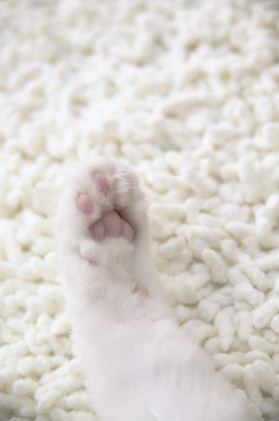 无人,躺,竖图,俯视,室内,特写,白天,宠物,猫,纺织品,装饰,毛毯,毯子,注视,纺织,一只,白色,动物,垫子,观察,看,温暖,可爱,摄影,影棚,观看,华丽,修饰,点缀,察看,关注,猫咪,衬托,美观,雅致,雅观,玳瑁猫,卧着,躺着,卧,半身,彩图,高角度拍摄,影棚拍摄,拍摄