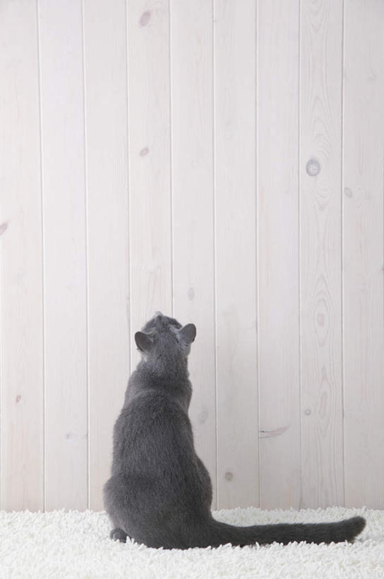 无人,坐,竖图,室内,特写,白天,宠物,猫,纺织品,装饰,毛毯,毯子,俄罗斯蓝猫,注视,纺织,一只,背面,白色,动物,垫子,观察,看,温暖,可爱,摄影,影棚,观看,华丽,修饰,点缀,察看,关注,衬托,美观,雅致,雅观,阿契安吉蓝猫,俄国蓝猫,马耳他猫,坐着,彩图,全身,影棚拍摄,拍摄