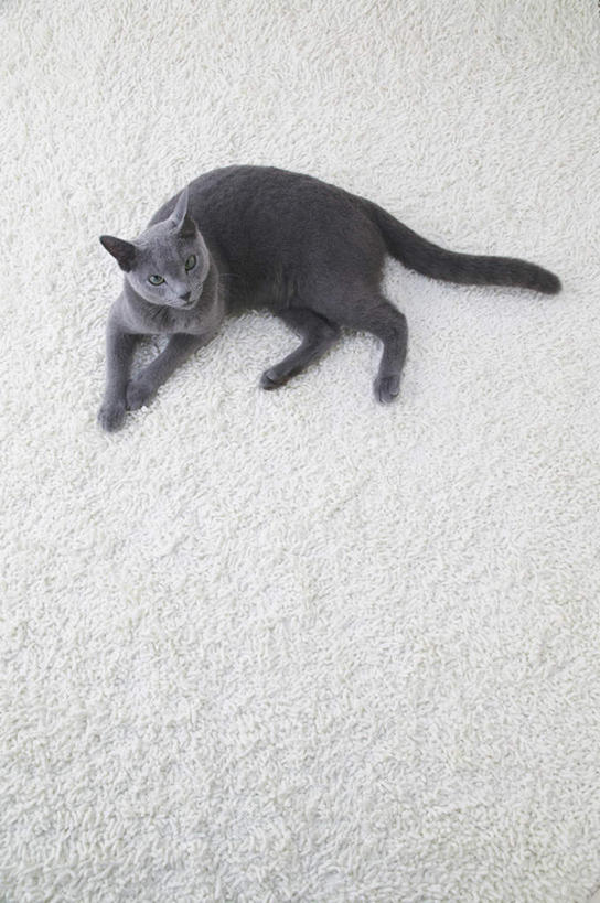 无人,躺,竖图,俯视,室内,特写,白天,宠物,猫,纺织品,装饰,毛毯,毯子,俄罗斯蓝猫,注视,纺织,一只,白色,动物,垫子,观察,看,温暖,可爱,摄影,影棚,观看,华丽,修饰,点缀,察看,关注,衬托,美观,雅致,雅观,阿契安吉蓝猫,俄国蓝猫,马耳他猫,卧着,抬头,躺着,卧,仰头,彩图,高角度拍摄,全身,影棚拍摄,拍摄