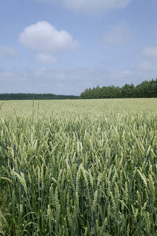 无人,农田,竖图,室外,白天,正面,旅游,度假,庄稼,小麦,美景,北海道,日本,亚洲,景观,麦穗,娱乐,自然,享受,休闲,景色,放松,自然风光,东亚,日本国,北海道地方,北海道岛,彩图,耕地,庄稼田