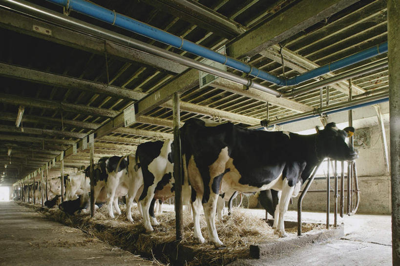 无人,农场,栏杆,站,横图,室内,白天,侧面,畜牧业,牧场,牛,一排,许多,花纹,整齐,围栏,干草,乳牛,很多,注视,护栏,排列,动物,观察,看,站着,家畜,牲畜,观看,察看,队列,关注,斑纹,畜牧,牧业,奶牛,站立,彩图,全身