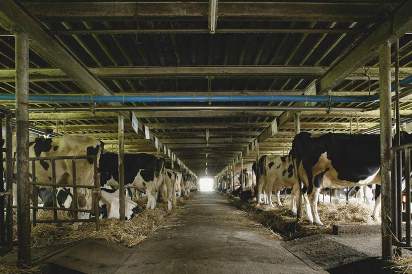 无人,农场,栏杆,站,横图,室内,白天,侧面,畜牧业,牧场,牛,一排,许多,花纹,整齐,围栏,干草,乳牛,很多,注视,护栏,排列,动物,观察,看,站着,家畜,牲畜,观看,察看,队列,关注,斑纹,畜牧,牧业,奶牛,站立,彩图,全身