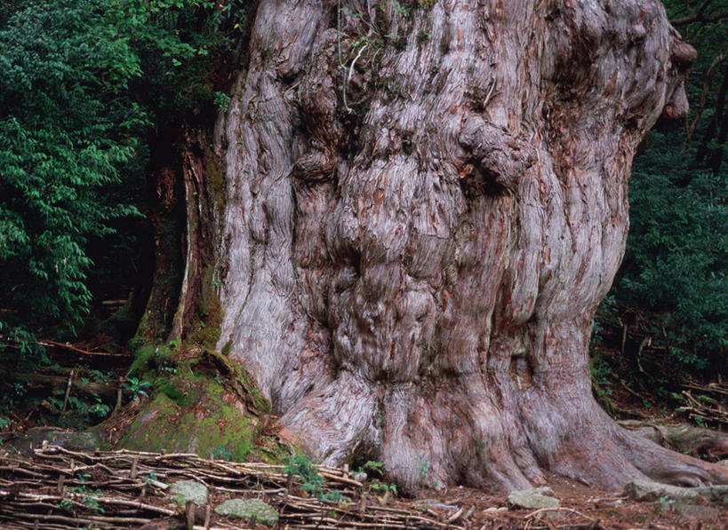 无人,横图,室外,白天,正面,旅游,度假,美景,森林,树林,植物,鹿儿岛,日本,亚洲,景观,雪松,娱乐,树,树木,绿色,自然,享受,休闲,景色,放松,生长,成长,自然风光,东亚,日本国,九州本岛,九州,九州岛,九州地方,鹿儿岛县,屋久岛,彩图